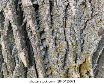 Basswood Tree Bark (Tilia Americana)