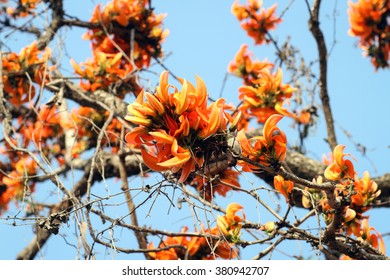 Bastard Teak High Res Stock Images Shutterstock