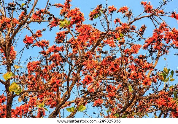 Bastard Teak Flower Bloom Thailand Stock Photo Edit Now - 