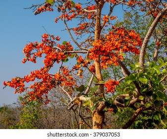 Bastard Teak High Res Stock Images Shutterstock