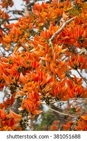 Bastard Teak Tree High Res Stock Images Shutterstock