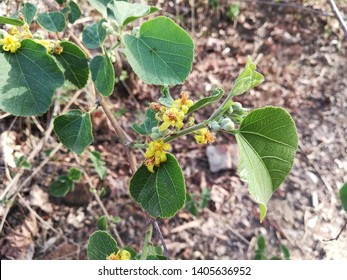 Bastardceder Plant Flowers, West Indian Elm Plant