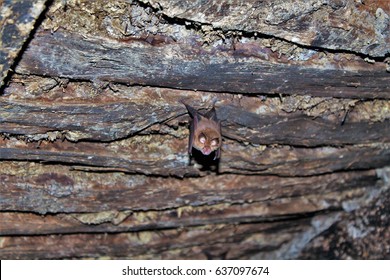 Bat