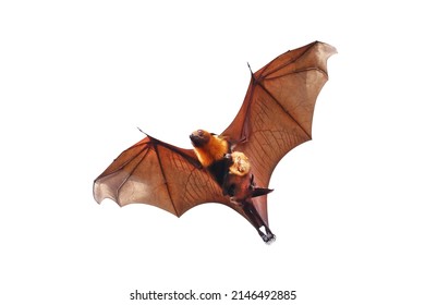 Bat And Baby Bats Flying Isolated On White Background.