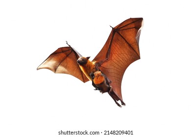 Bat And Baby Bats Flying Isolated On White Background.