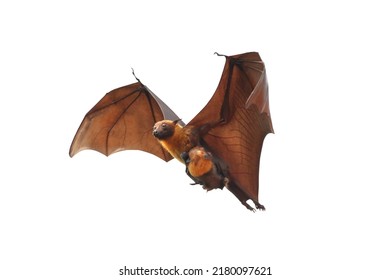 Bat And Baby Bats Flying Isolated On White Background.