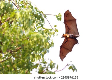 Bat And Baby Bats Flying In The Park.