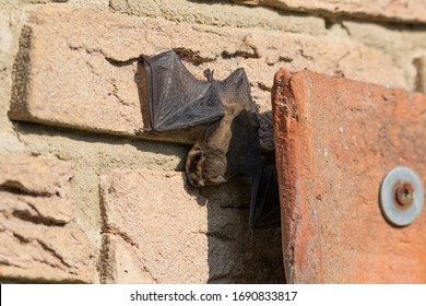 Bat basks on the house wall during the day