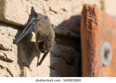 Bat basks on the house wall during the day