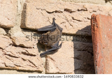 Bat basks on the house wall during the day