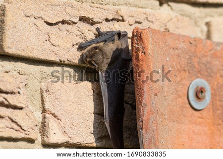 Bat basks on the house wall during the day