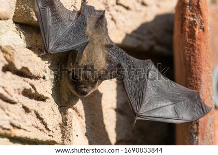 Bat basks on the house wall during the day