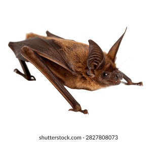 Bat Bug Crawling Pose Flat Brown Body And Ant Isolated On White Background