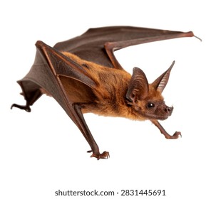 Bat Bug Crawling Pose Flat Brown Body And Ant Isolated On White Background