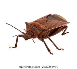 Bat Bug Crawling Pose Flat Brown Body And Ant Isolated On White Background