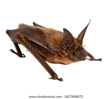 Bat Bug Crawling Pose Flat Brown Body And Ant Isolated On White Background