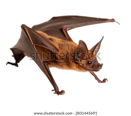 Bat Bug Crawling Pose Flat Brown Body And Ant Isolated On White Background