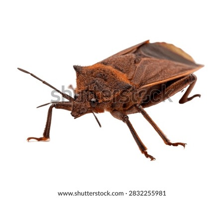 Bat Bug Crawling Pose Flat Brown Body And Ant Isolated On White Background
