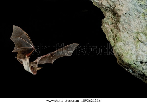 Bat buzzard,\
myotis myotis, flight in his\
cave