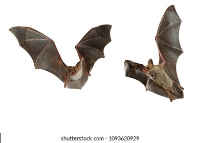 Bat buzzard, myotis myotis, flying with white background