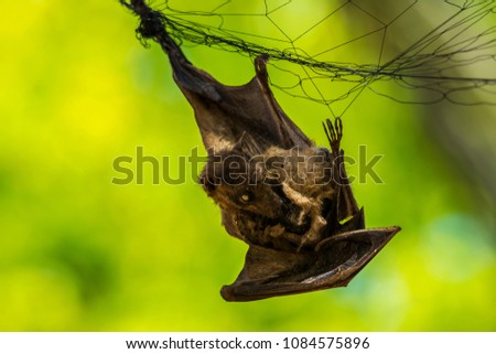A bat caught in a mist net