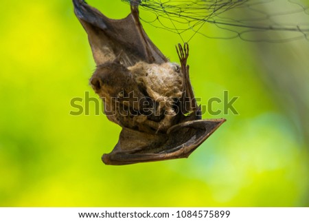 A bat caught in a mist net 