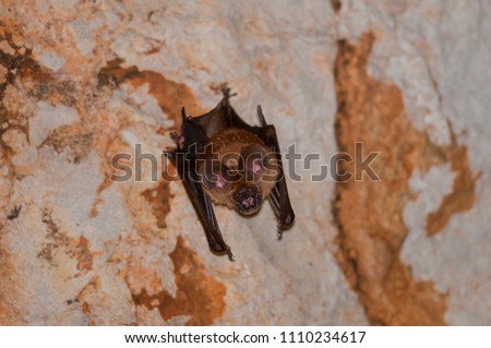 Bat in the cave ,Hipposideros armiger ( Hodgson ) ,Thailand