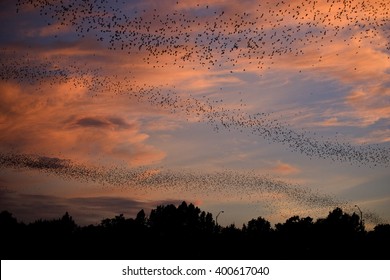 Bat Colony, Austin, Texas, USA