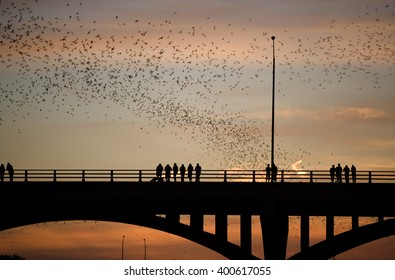 Bat Colony, Austin, Texas, USA