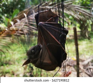 Bat Concept Is The Cause Of Spreading Coronavirus In WUHAN China, Netting Bats.