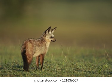 Bat Eared Fox