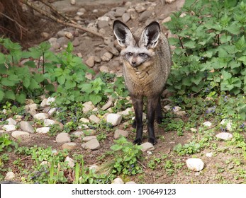 Bat Eared Fox