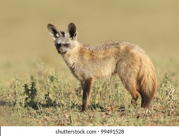 Bat Eared Fox/ Profile