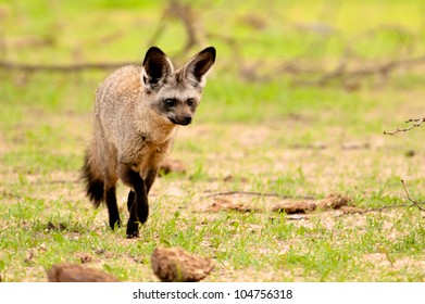 3,008 Ruaha national park Images, Stock Photos & Vectors | Shutterstock