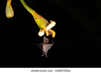 Bat Feeding Nectar From Flower