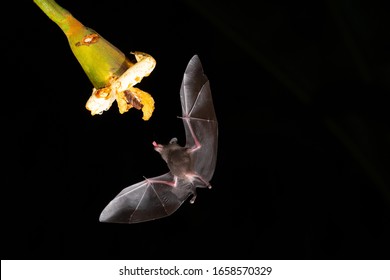 Bat Feeding Nectar From Flower