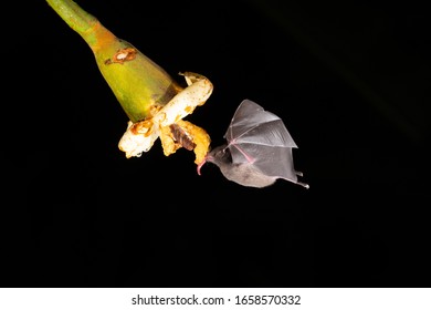 Bat Feeding Nectar From Flower