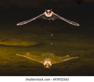 Bat In Flight With Water Reflection 