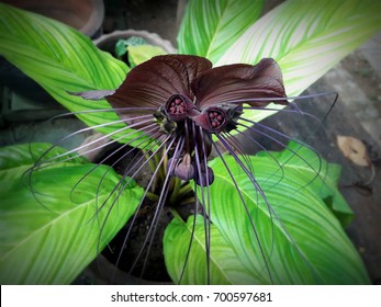 Black Bat Flower High Res Stock Images Shutterstock