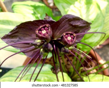 Bat Flower, Close Up Black Bat Flower