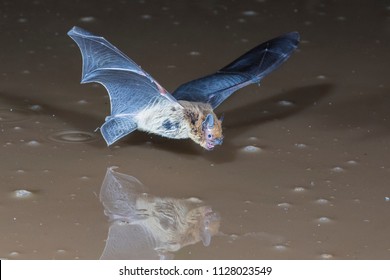 bat flying drinking