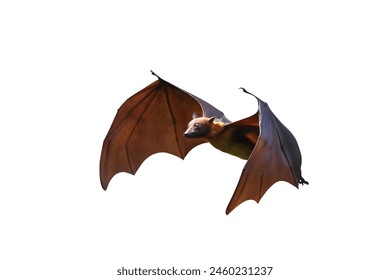 Bat flying isolated on white background with clipping path. "Lyle's flying fox"
