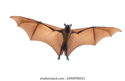 Bat flying isolated on white background.