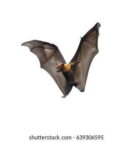 Bat flying isolated on white background