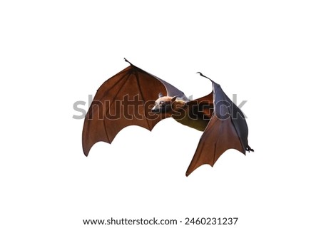 Bat flying isolated on white background with clipping path. 