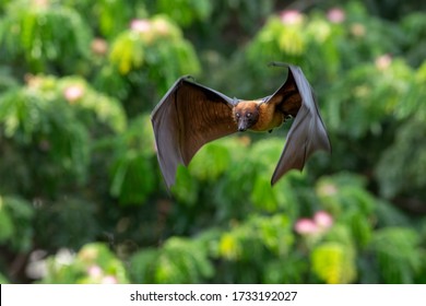 Bat Flying In The Natural Forest , Lyle's Flying Fox