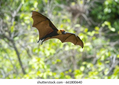 Bat flying in nature
