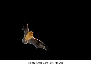 Bat flying at night time with wings spread