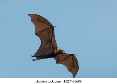 Bat Flying On Blue Sky ,bats Are Among The Carriers Of The Coronavirus Epidemic Ravaging China