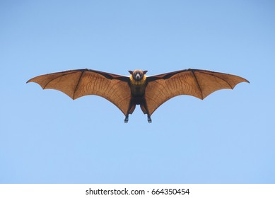 Bat flying on blue sky 